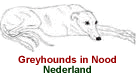 Greyhound in Nood Nederland